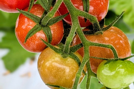 農薬・化学肥料不使用♪ミニトマト『プチぷよ』800g