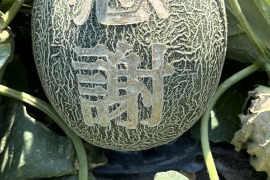 10名限定【完全予約制】名前入りメロン　（ペルルメロン）