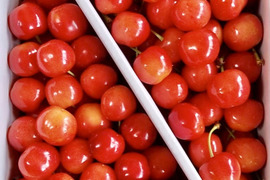 【 さくらんぼ:佐藤錦 】山形県天童産  300g パック詰め 【 果肉がジューシー 】【 お試し商品 】【 朝どれ 】