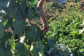 🌳🌳🌳🌳🌳千葉県のジャングルからお届け🌳🌳🌳🌳🌳お家で贅沢✨✨❗❗【若人セット】ばぁばのモノスゴイ野菜と玄米３㎏　❗✨✨✨