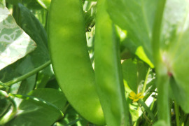 やさいはメインディッシュ【野菜6種位】自然農の畑から、肥料農薬不使用、固定種