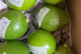 緑から色づいてきたレモンです！【農薬不使用】食べ比べ！ねこ農園のレモン　1kg【ノーワックス】