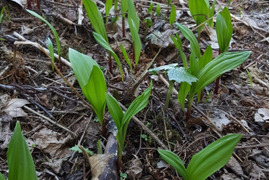 【春の山菜】行者にんにく/ギョウジャニンニク/煮る焼く揚げる漬ける万能選手/200g【天然】【4/7~4/8発送】