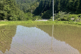 きてらのコシヒカリ🌟島根県・山のお米！！弥栄-白米10kg-農薬不使用-隠れた名産地‼︎‼︎