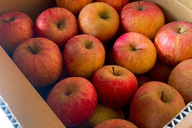福箱お買い得！福島の美味しい『ふじりんご』10キロ箱