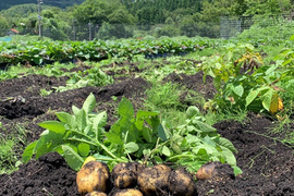 【土付きの新じゃが】　兵庫県香美町産新じゃが！　《男爵芋　箱入１０kg》