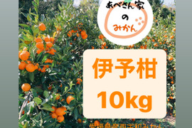 【愛媛県産】いよかん 10kg
