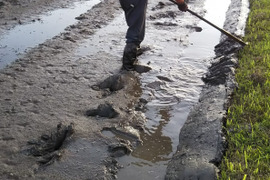 炊き立ての香りとすっきりとした食感【玄米8kg＋野菜セット】