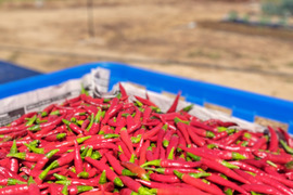 赤生、唐辛子(鷹の爪)🌶️