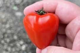 【クール便】果肉たっぷり！ハートのミニトマト♡トマトベリー（1キロ）