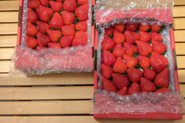 【春の🍓祭り】口いっぱいにあふれる果汁♬ 〘♡いちごさん♡〙　❤ 7 ００ｇ×２❤
