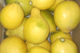 防腐剤、ワックス不使用　皮ごと使用  広島県産綺麗な種無しレモン 璃の香 　   5ｋｇ