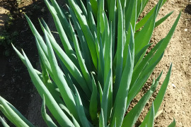 長ネギだけ～～(；ﾟДﾟ)！？ばぁばのモノスゴイ野菜🥬約４㎏✨✨✨