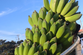 もちっと　とろける甘さ！　アップルバナナ　1㎏