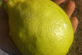 防腐剤、ワックス不使用　皮ごと使用  広島県産綺麗な種無しレモン 璃の香 　   ２ｋｇ(約14個入）