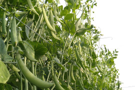 茹でて◎炒めて◎有機スナップエンドウ 1kg