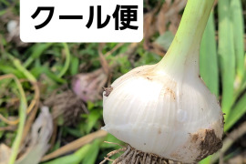 【今しか味わえない】生にんにく1kg(栽培期間中:農薬・化学肥料不使用)