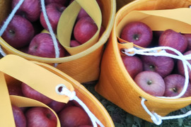 【小玉】さんふじ5キロ