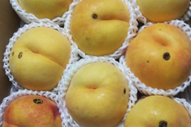 ★訳あり★【職人技】黄桃　品種は何が届くかお楽しみ♪3㎏