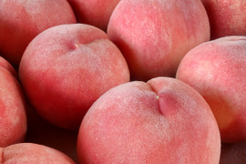 まどか ５kg🍑贈答用🍑夏ギフト🍑自宅用🍑甘い硬め🍑かための桃🍑朝採れ直送🍑中晩生種🍑8月上旬頃から収穫予定🍑