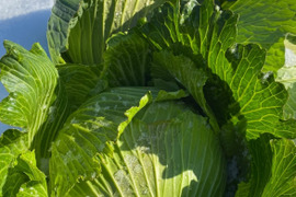 【冬ギフト】「冬季しか食べられない、雪中キャベツのお届けに参りました」　≪雪国で育まれた甘みたっぷりのキャベツ≫　兵庫県香美町産「雪ぶとんキャベツ」（５玉)