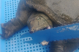 手長エビバラ冷凍500g