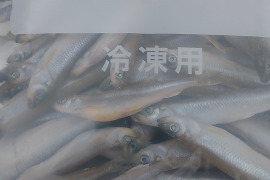 ワカサギ【琵琶湖産バラ冷凍】