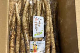 掘りたての新ごぼう、2キロ オオゲツ姫の国よりお届けします。6月で収穫終わり