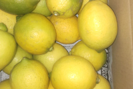 広島県産レモン、防腐剤、ワックス不使用　皮ごと使用できる 訳あり品  5ｋｇ(約50個)