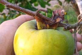 百匁柿（ひゃくめがき）　不完全渋柿　肥料農薬不使用、自然栽培、