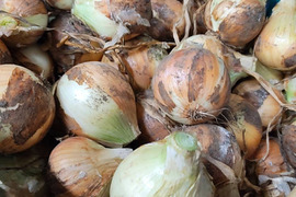 大地の恵み！生でもおいしい新玉ねぎ【熊本県産】5㎏