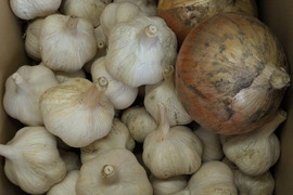 【ニンニク30個（Sサイズ）＋玉ねぎ2個】農薬・化学肥料・除草剤は不使用