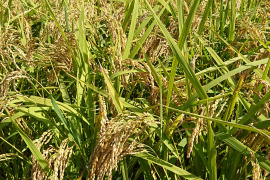 【玄米5kg 】令和元年大分県産 無農薬栽培〈ひのひかり〉と米粉