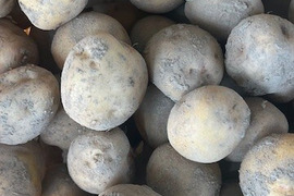今が旬のおいしいじゃがいも　愛情たっぷりの「キタアカリ」３キロ　１個Ｌサイズ１１０ｇ～２Ｌ２２０ｇ
