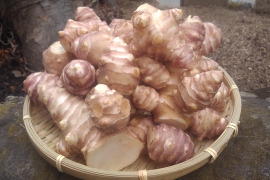 【大きい！仮洗浄済み！】イヌリンたっぷり♪香川県産紅キクイモ　2kg(きくいも、菊芋)