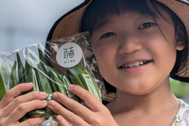 熊本県産　角オクラ,ダビデの星★食べくらべセット（角オクラ24本,ダビデの星8本入り）