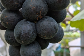 【家庭用お試し】皮ごと！ナガノパープル