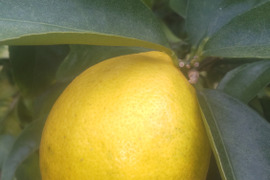 防腐剤、ワックス不使用　皮ごと使用  広島県産綺麗な種無しレモン 璃の香 　   ２ｋｇ(約14個入）