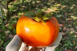 しっとりした甘み 新鮮な秋の味覚！新秋柿(6個;1.6kg)
