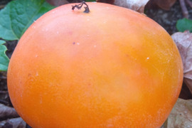 御所柿（甘柿）　自然栽培　肥料農薬不使用