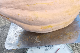 かぼちゃ　自然栽培