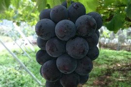 「牧丘天空の丘　幻のキング巨峰」 約1kg(2～3房)10月1日～発送