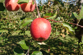 【 🍎訳あり・サンふじ】  3.5㎏ (中～大玉12個)