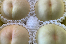 【岡山の白桃・瀬戸内白桃】希少品種！ギフトにも★しっかりした果肉とたっぷりの果汁の岡山の白桃です（1.5㎏箱）