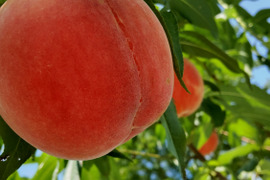 🍑川中島白桃🍑3kg🍑朝採り🍑【自宅用】訳あり品🍑硬い桃🍑硬め🍑糖度高め酸味少なめ品種🍑甘い🍑再入荷！
