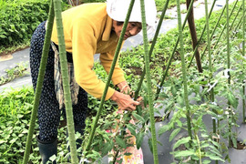 ニラつき🌿ばぁばのモノスゴイ野菜🍅【数量限定❗❗】子供に食べさせたい野菜(5品目~7品目)😋🍚🎵🎵