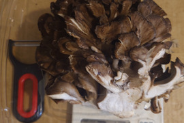 青森県産、天然黒舞茸、約1Kg、着払い、クール便 六合産黒舞茸1kg（自宅用）- 六合産黒舞茸専門通販店 公式