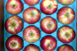 【冬ギフト】池多リンゴふじ16,18玉