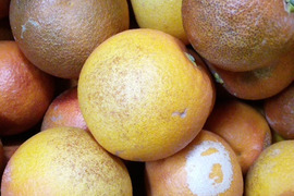 ２級品　ブラッドオレンジ　（モロ）１．８ｋｇ