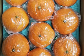 甘平　贈答用袋入り　10玉